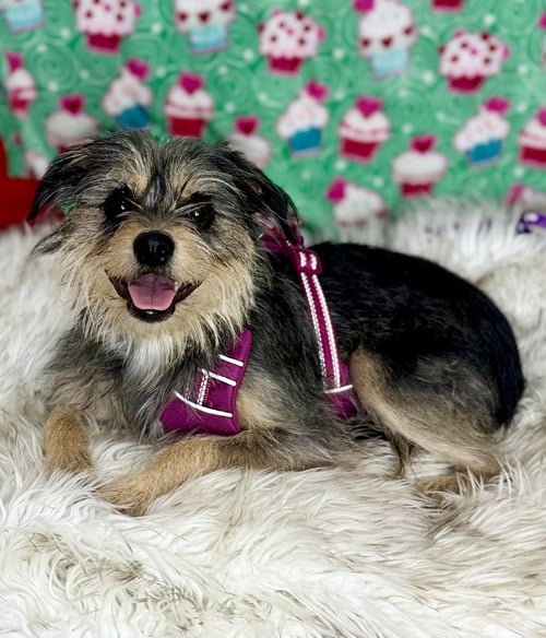BELLA - Yorkshire Terrier Yorkie available for adoption