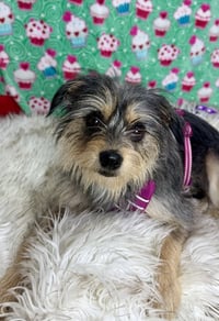 Bella - Photo 3