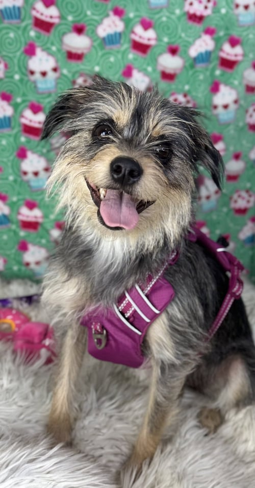 BELLA - Yorkshire Terrier Yorkie for adoption in Scottsdale