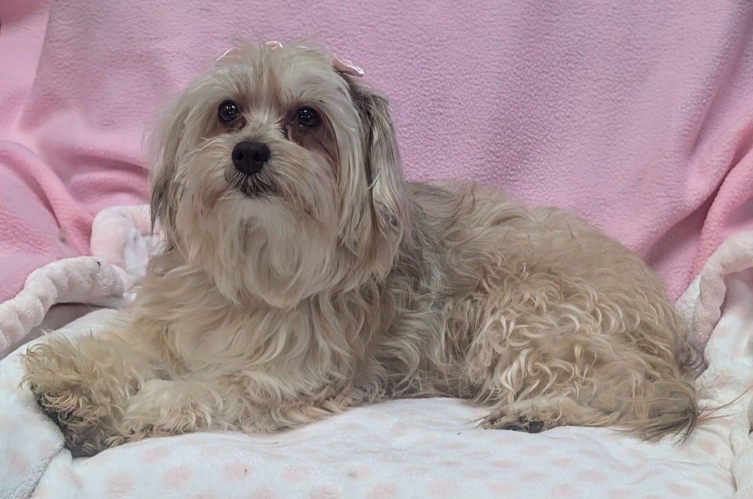 SHAWNEE - Yorkshire Terrier Yorkie / Maltese available for adoption