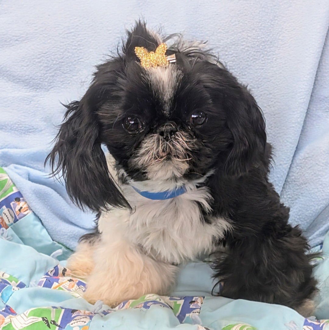 WOODY - Shih Tzu available for adoption