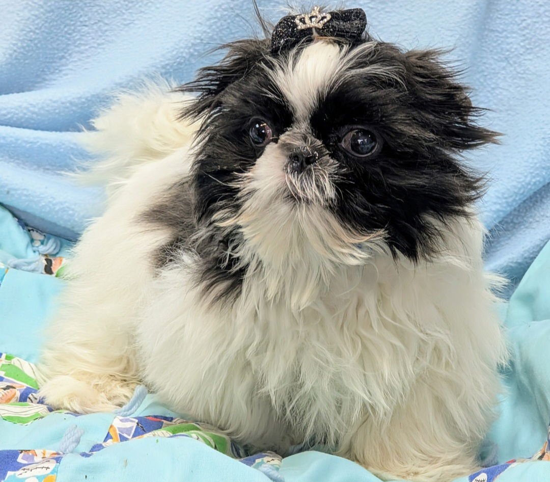 CHUCKIE - Shih Tzu available for adoption