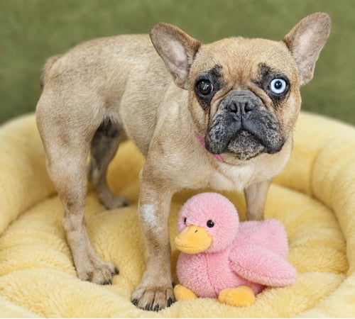 HARPER - French Bulldog available for adoption