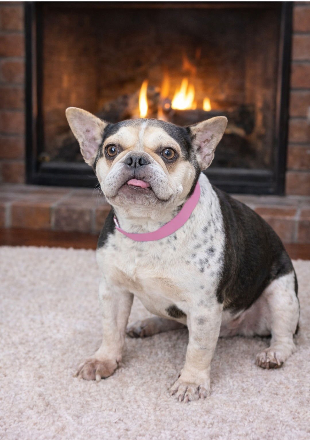 PIA - French Bulldog available for adoption