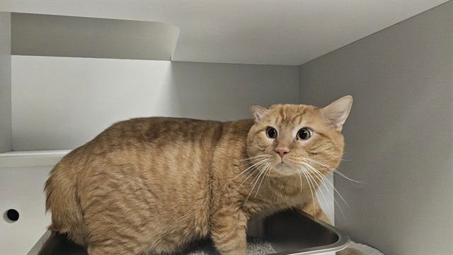 AUGUSTUS - Domestic Short Hair available for adoption