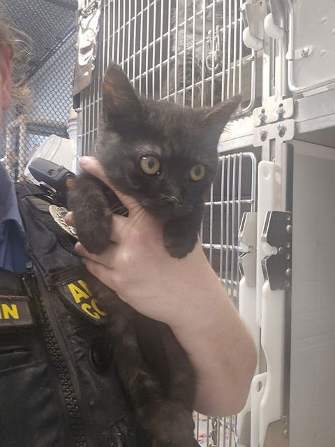 ONYX - Domestic Short Hair available for adoption