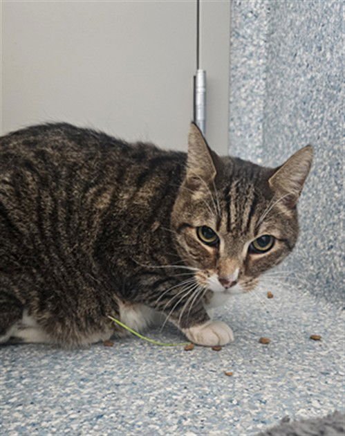 JASPER - Domestic Short Hair available for adoption