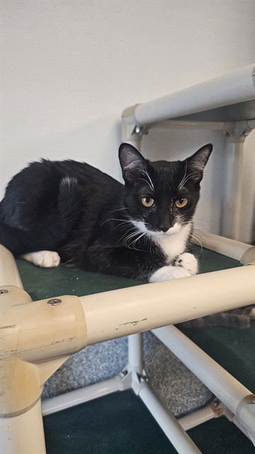 LUNA - Domestic Short Hair available for adoption