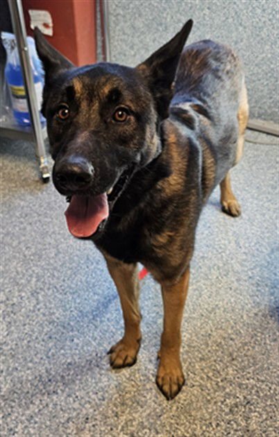 SPROUT - Belgian Shepherd Malinois available for adoption