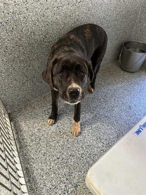 CLEMENTINE - Pit Bull Terrier available for adoption