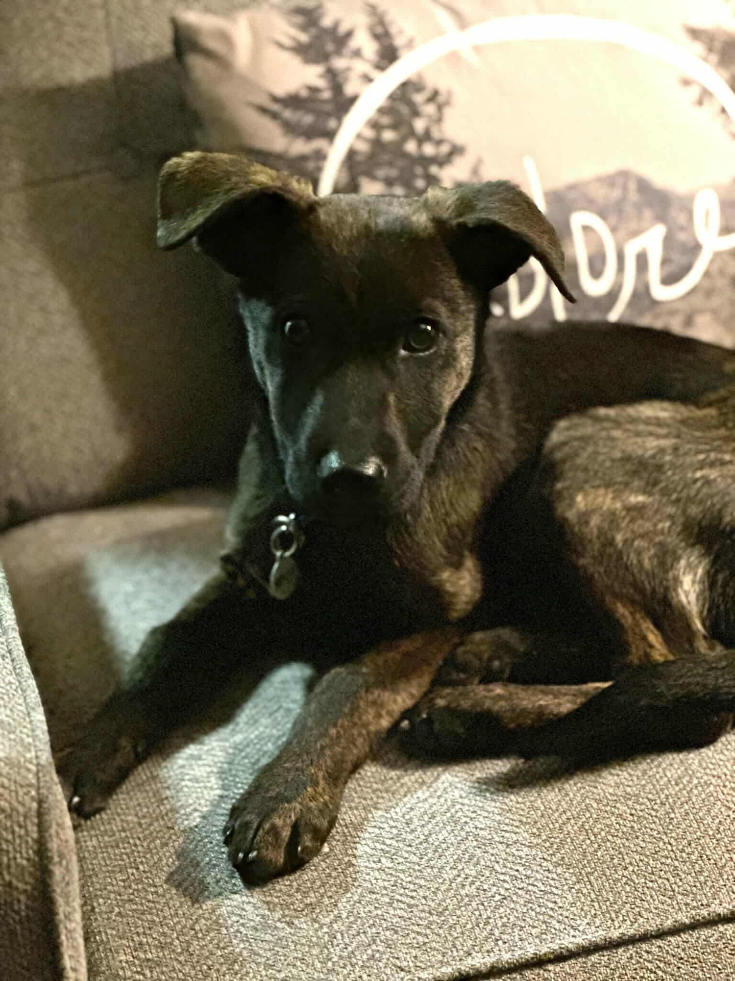 JUGHEAD *ARRIVING 2/20* - Shepherd / Labrador Retriever available for adoption