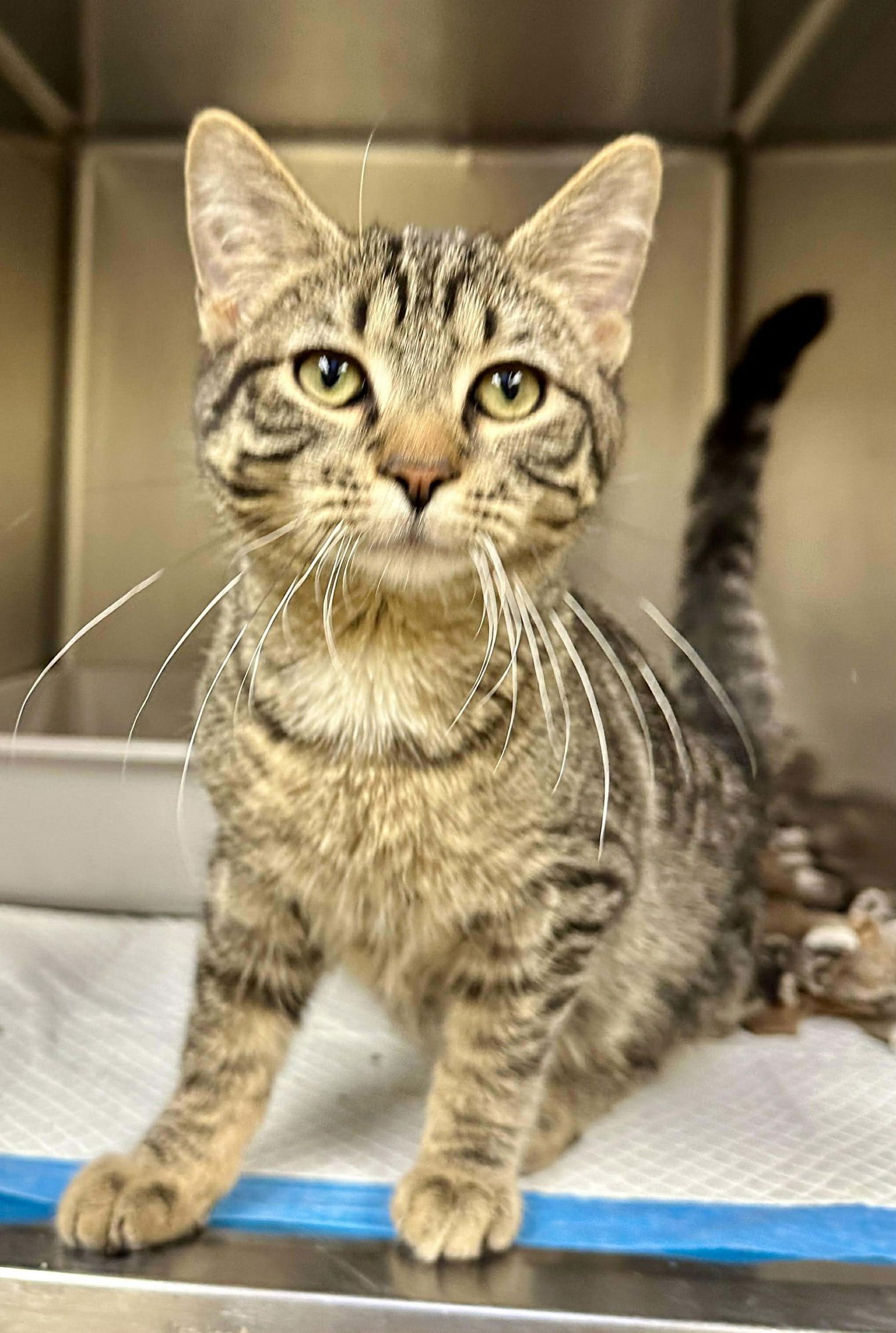 DENNIS - Domestic Short Hair available for adoption