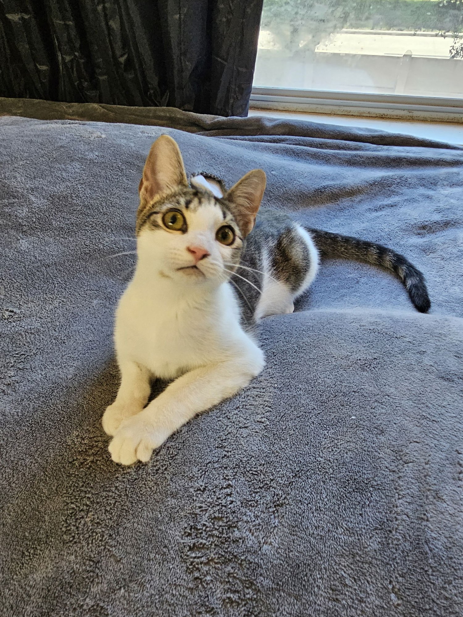 ALICE - Domestic Short Hair available for adoption