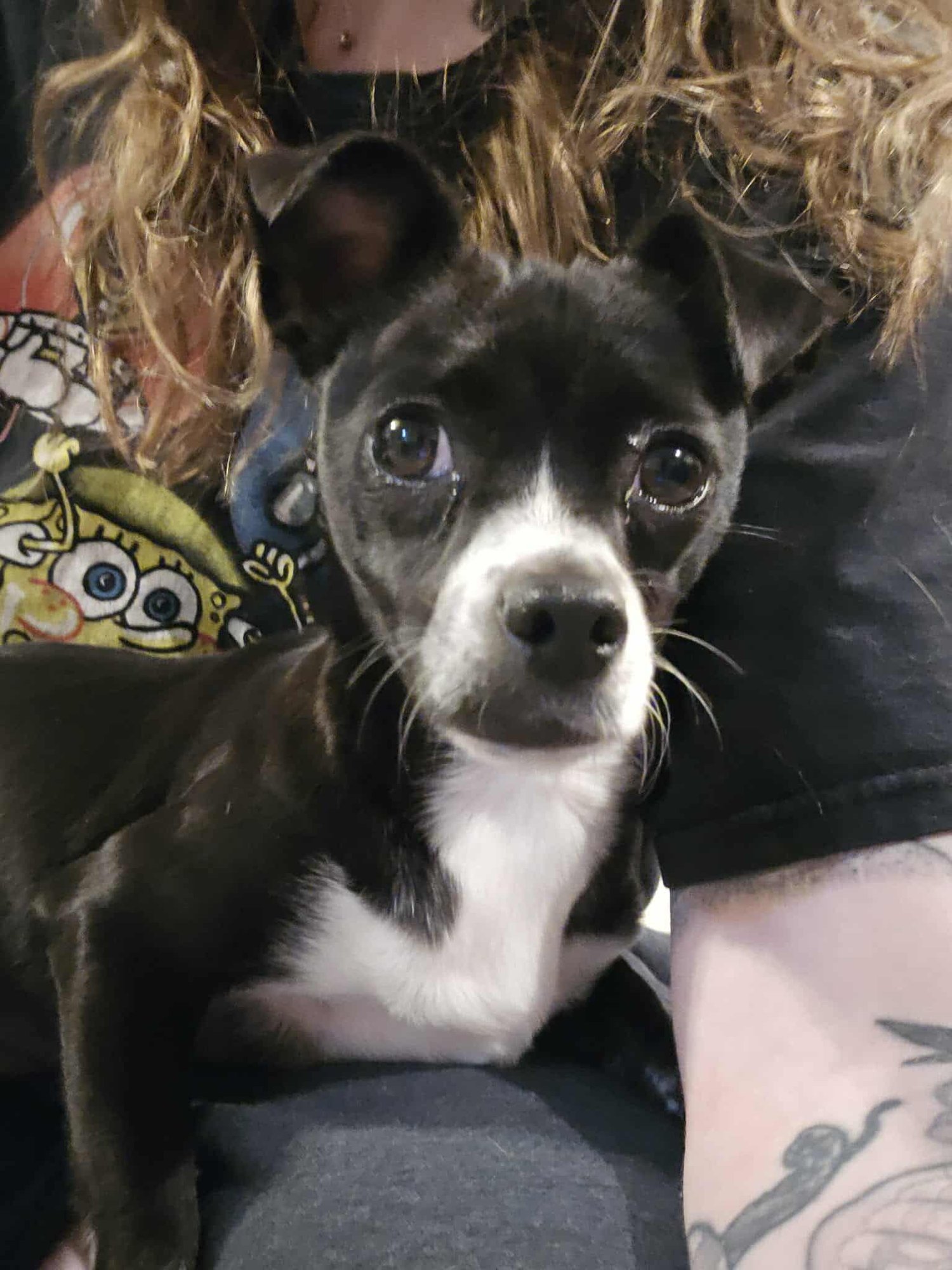 HECATE *ARRIVING 2/20* - Chihuahua / Jack Russell Terrier available for adoption