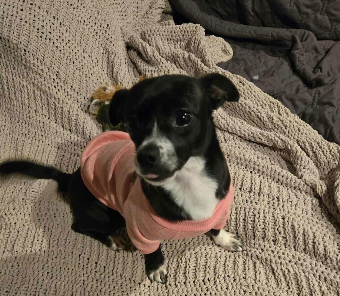 HECATE *ARRIVING 2/20* - Chihuahua / Jack Russell Terrier available for adoption