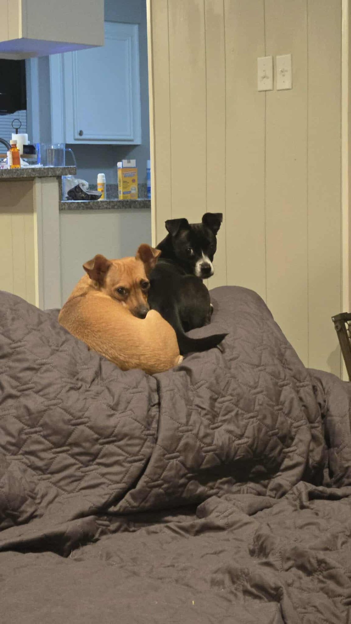 Hecate *Arriving 2/20* - Photo 3