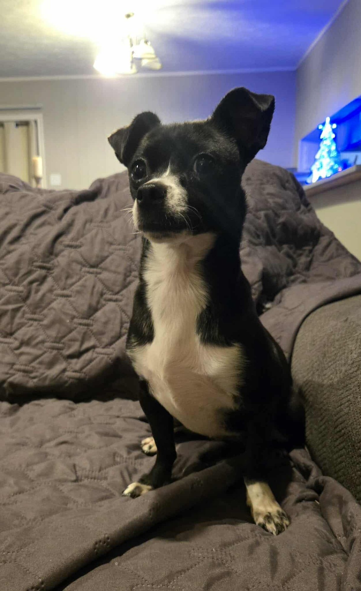 Hecate *Arriving 2/20* - Photo 4