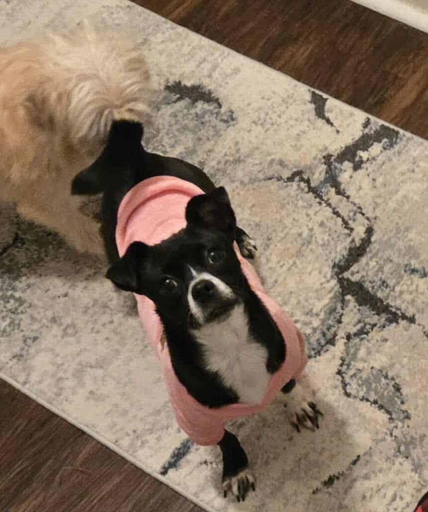 Hecate *Arriving 2/20* - Photo 5