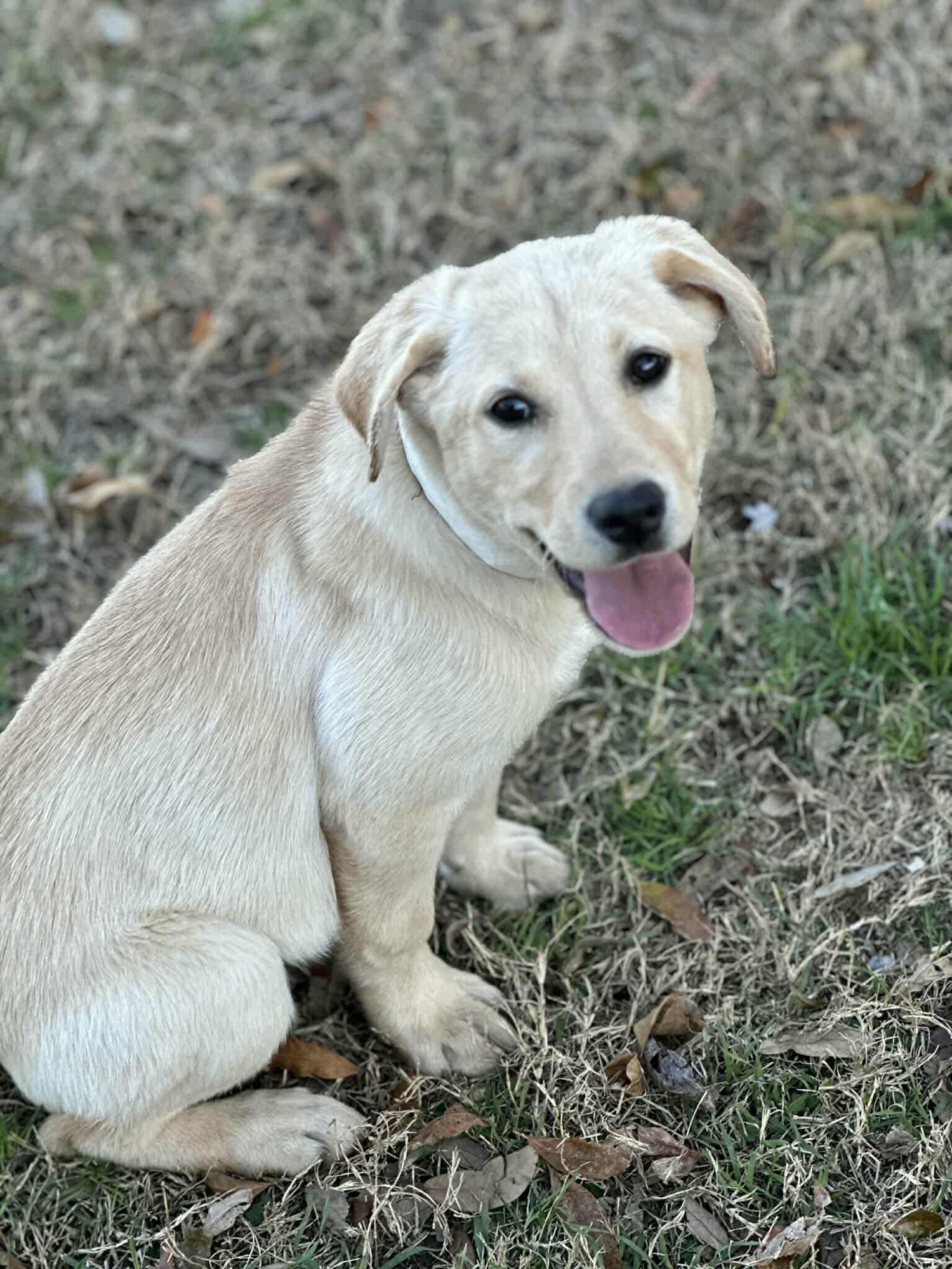 JANUARY *ARRIVING 2/20* - Labrador Retriever / Retriever available for adoption