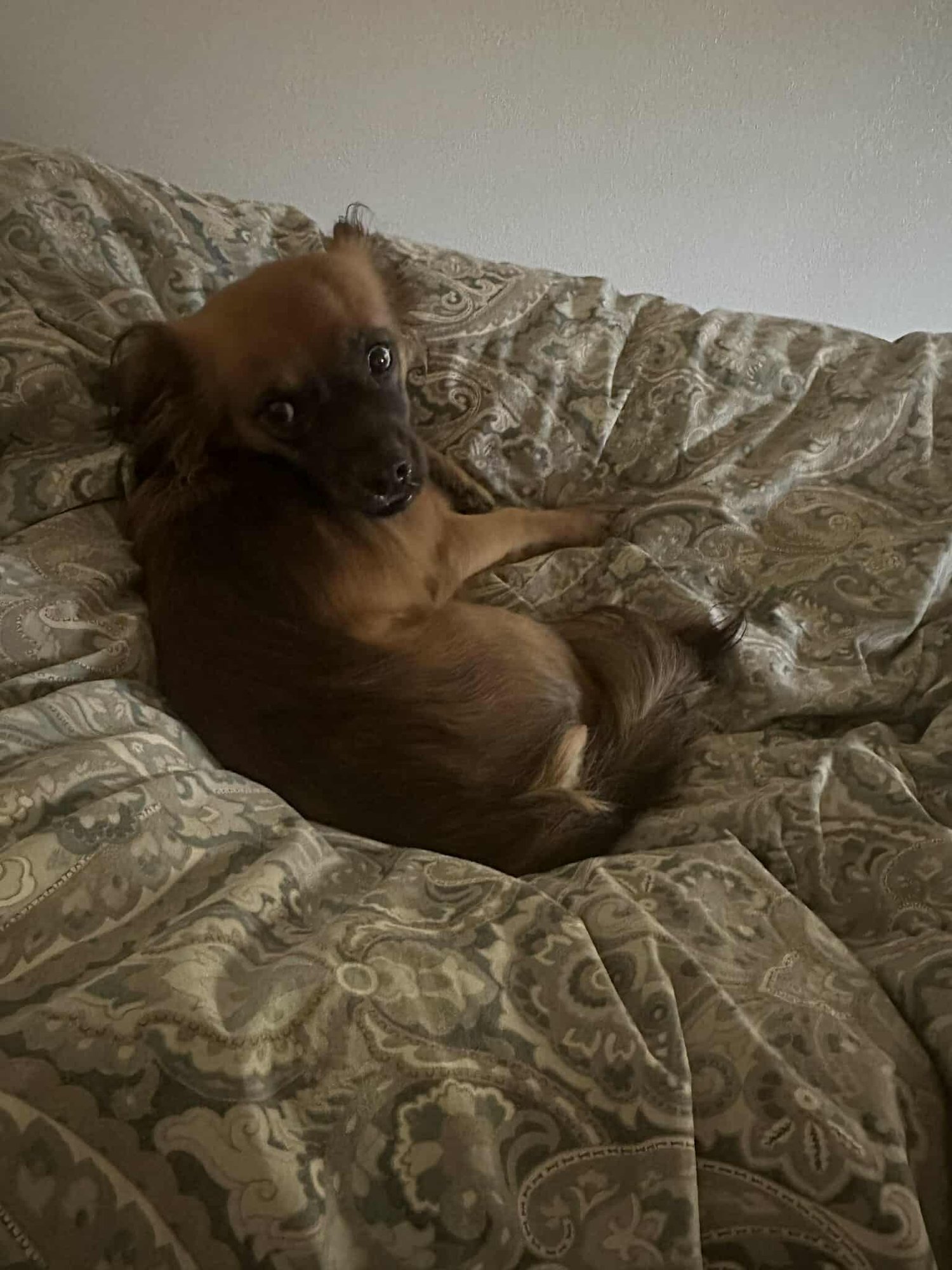 LOLA PUMPKIN *ARRIVING 2/20* - Papillon / Chihuahua available for adoption