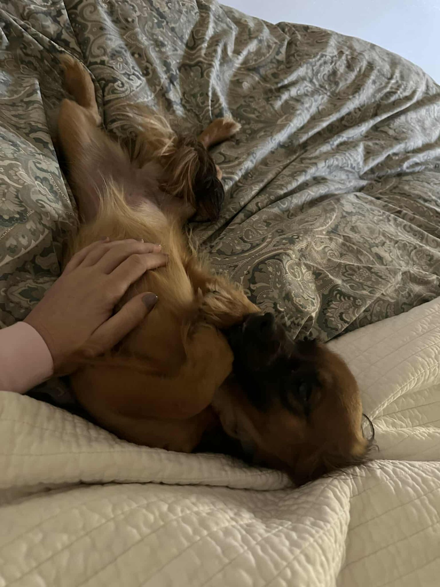 LOLA PUMPKIN *ARRIVING 2/20* - Papillon / Chihuahua available for adoption