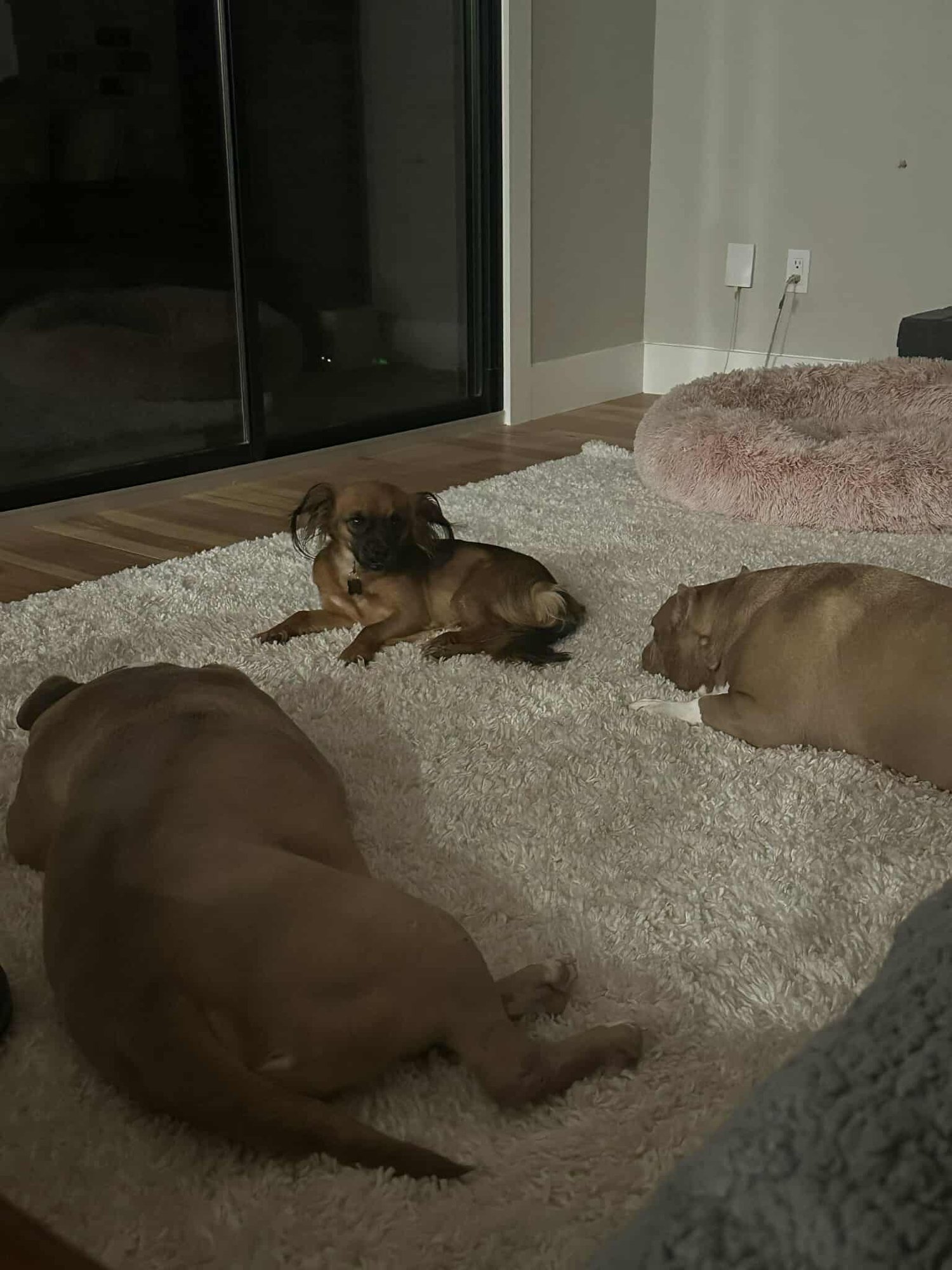 Lola Pumpkin *Arriving 2/20* - Photo 3