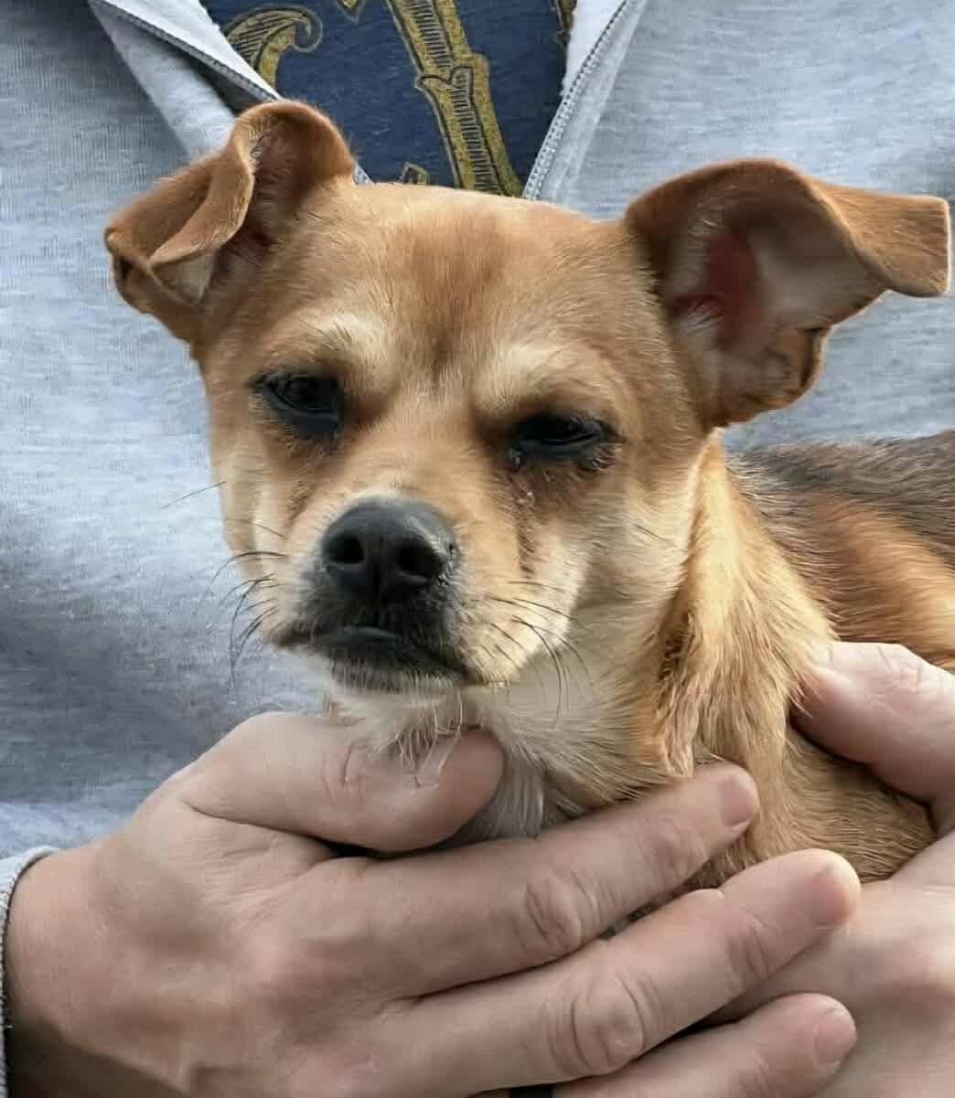 HUDSON *ARRIVING 2/20* - Chihuahua / Jack Russell Terrier available for adoption