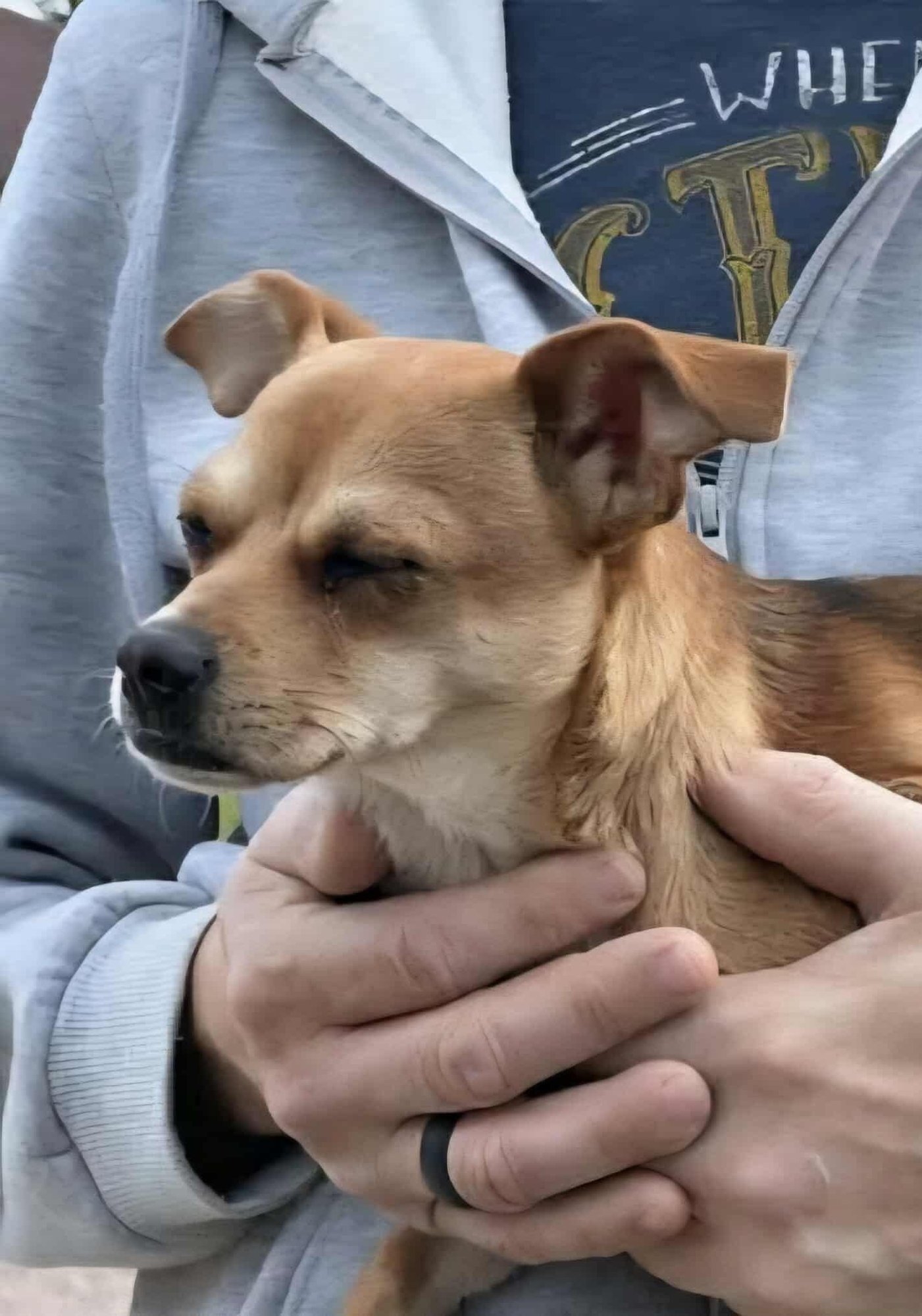 HUDSON *ARRIVING 2/20* - Chihuahua / Jack Russell Terrier available for adoption