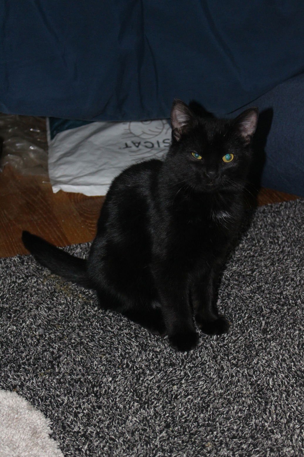 PICO - Domestic Short Hair available for adoption