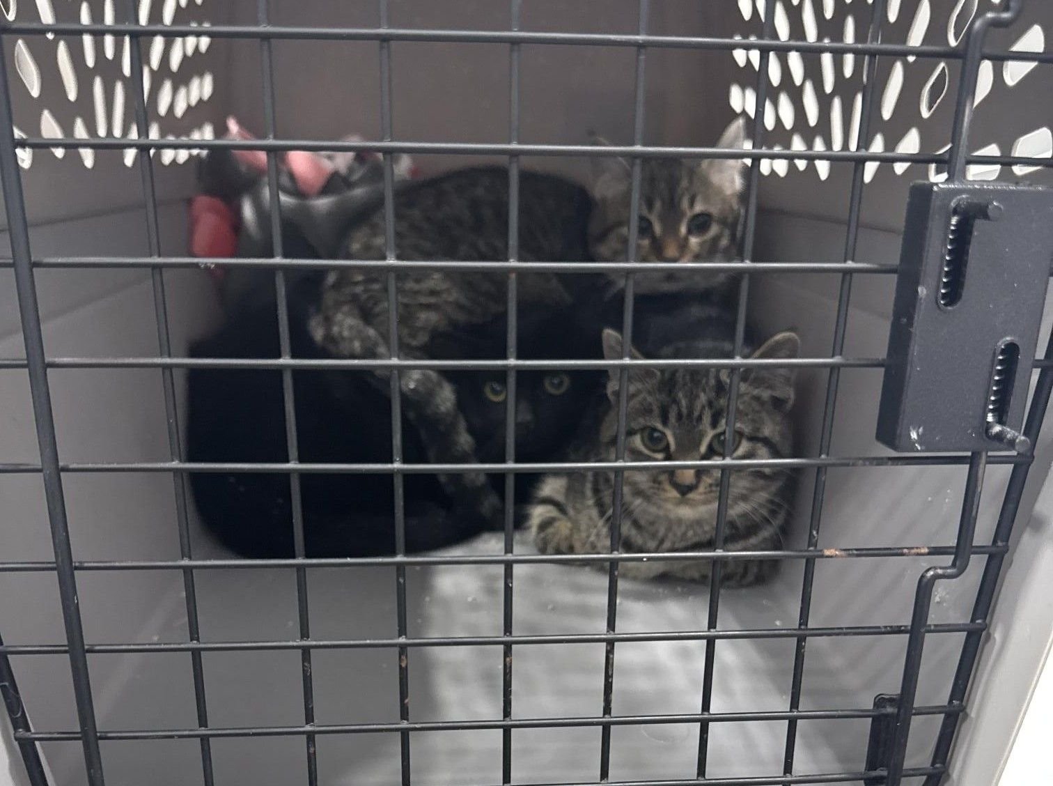 PICO - Domestic Short Hair available for adoption