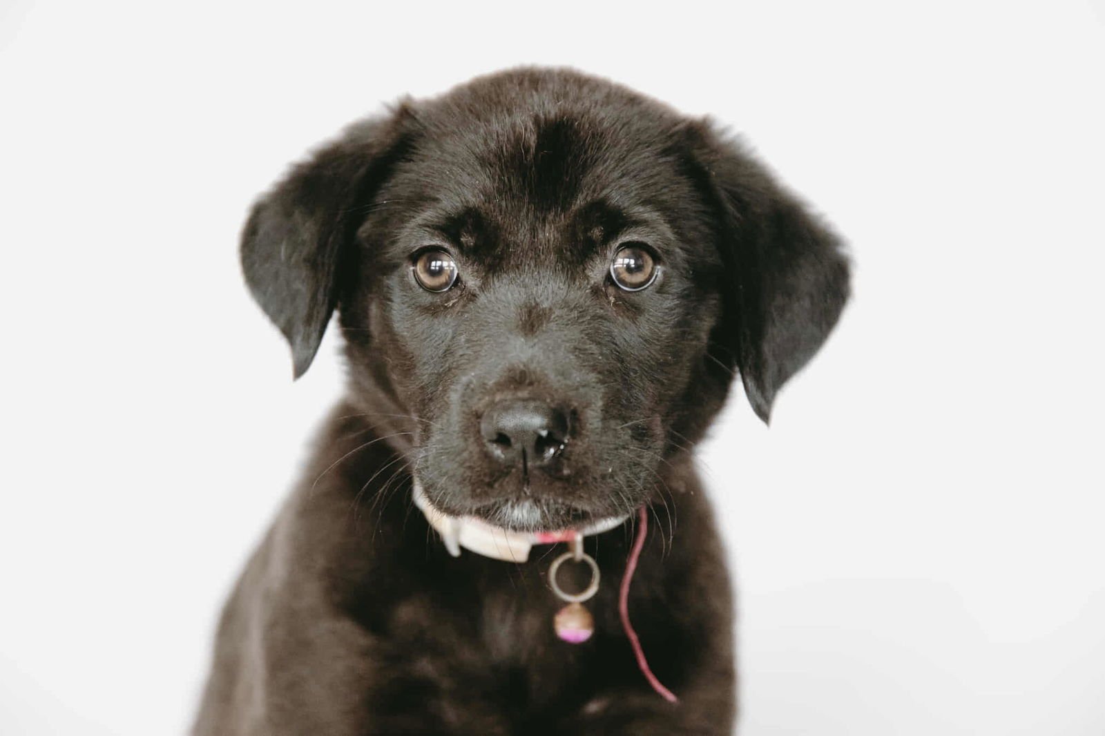 AURORA - Labrador Retriever / Shepherd available for adoption