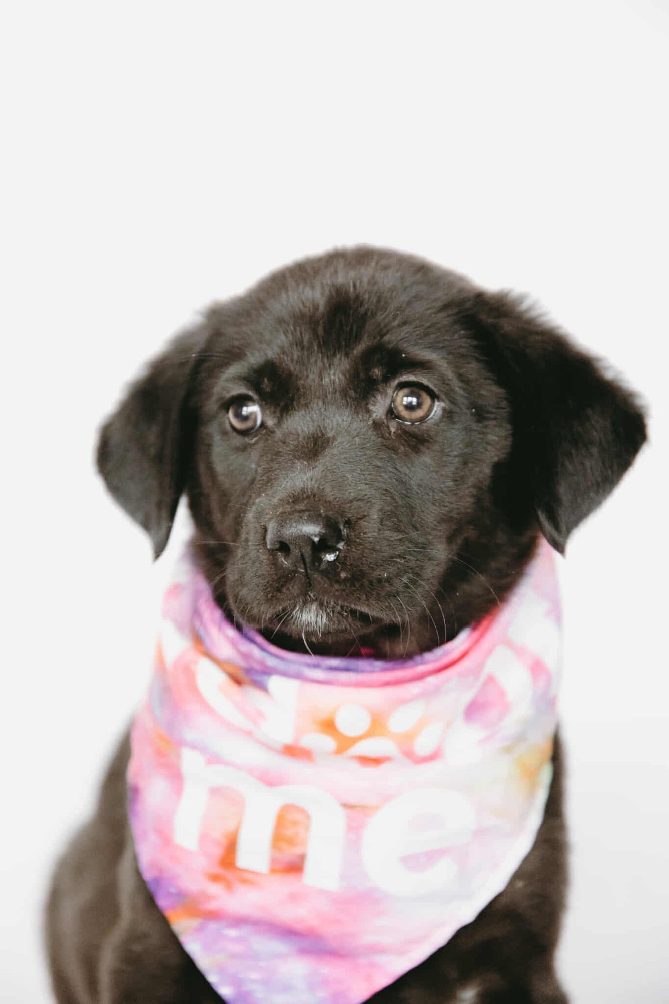 AURORA - Labrador Retriever / Shepherd available for adoption