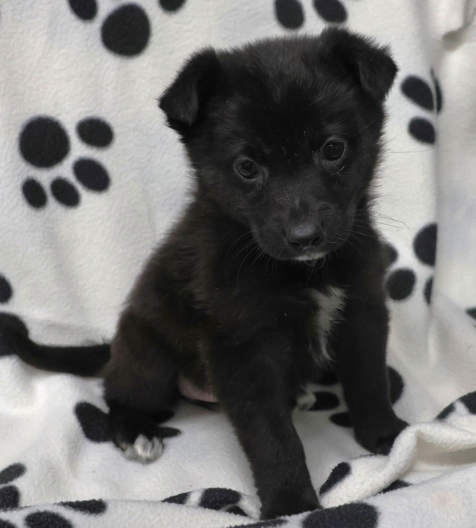 LYDIA - German Shepherd Dog / Labrador Retriever available for adoption