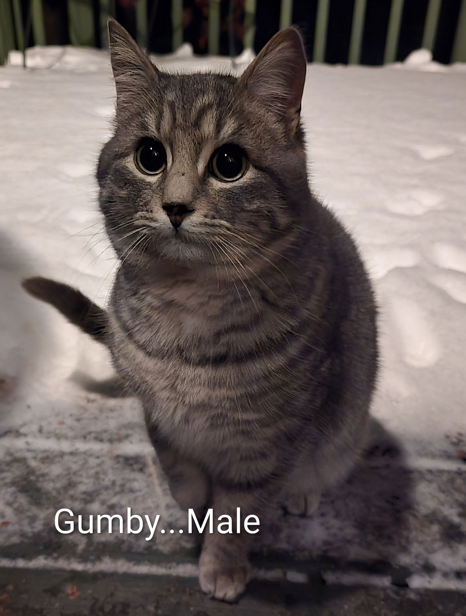GUMBY - Domestic Short Hair available for adoption