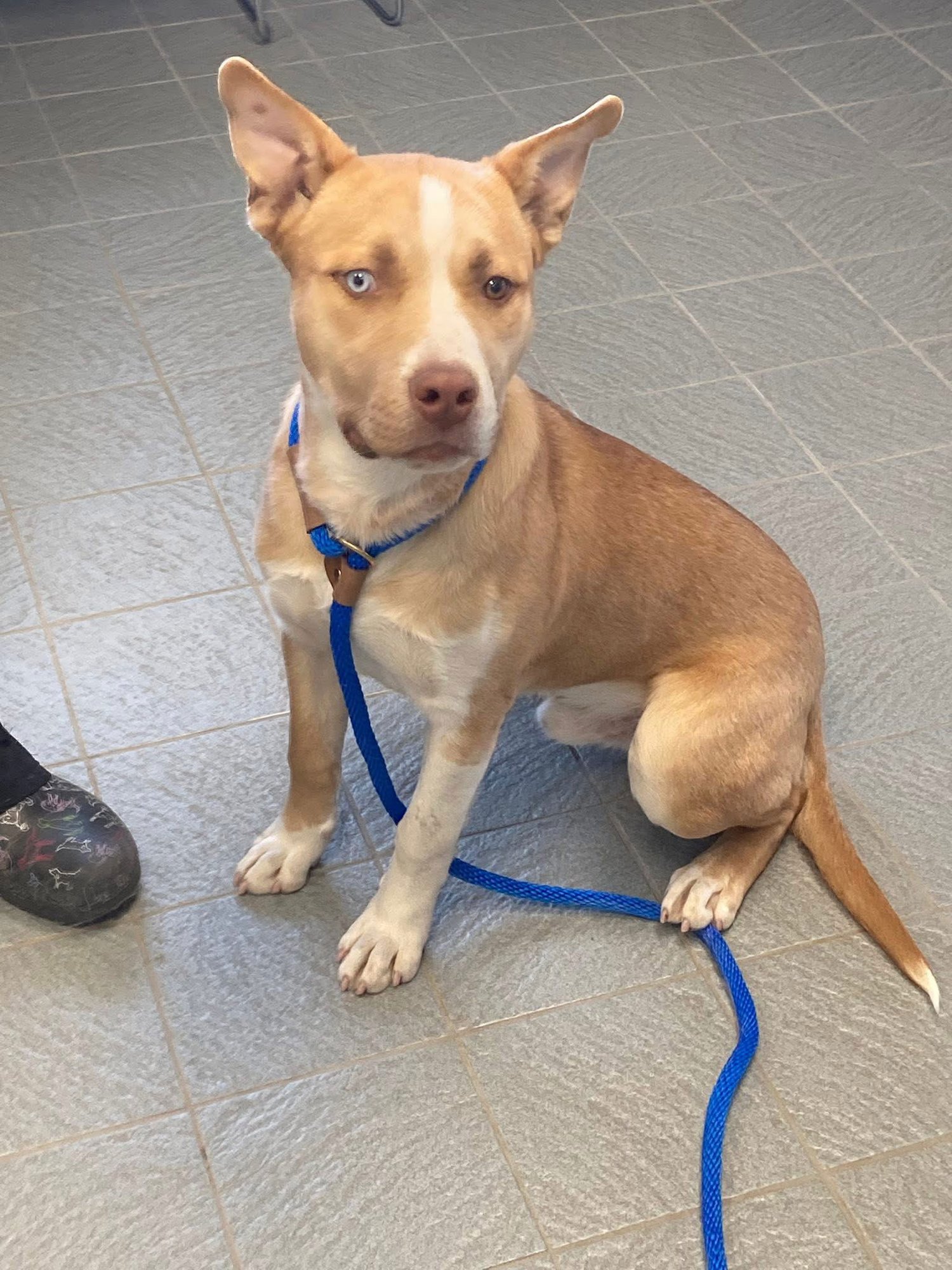 DUG - Pit Bull Terrier / Husky available for adoption