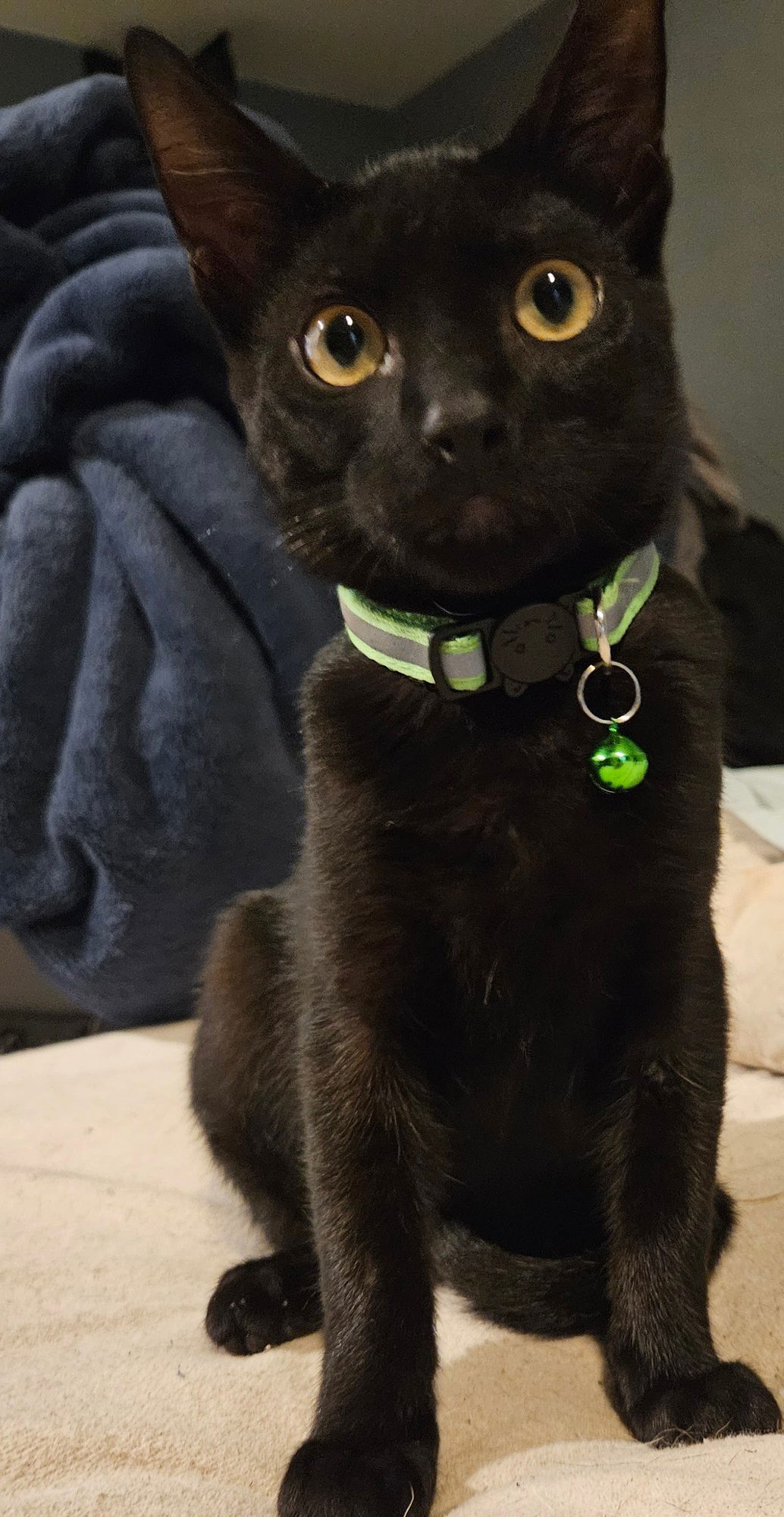 CUDLES - Domestic Short Hair available for adoption