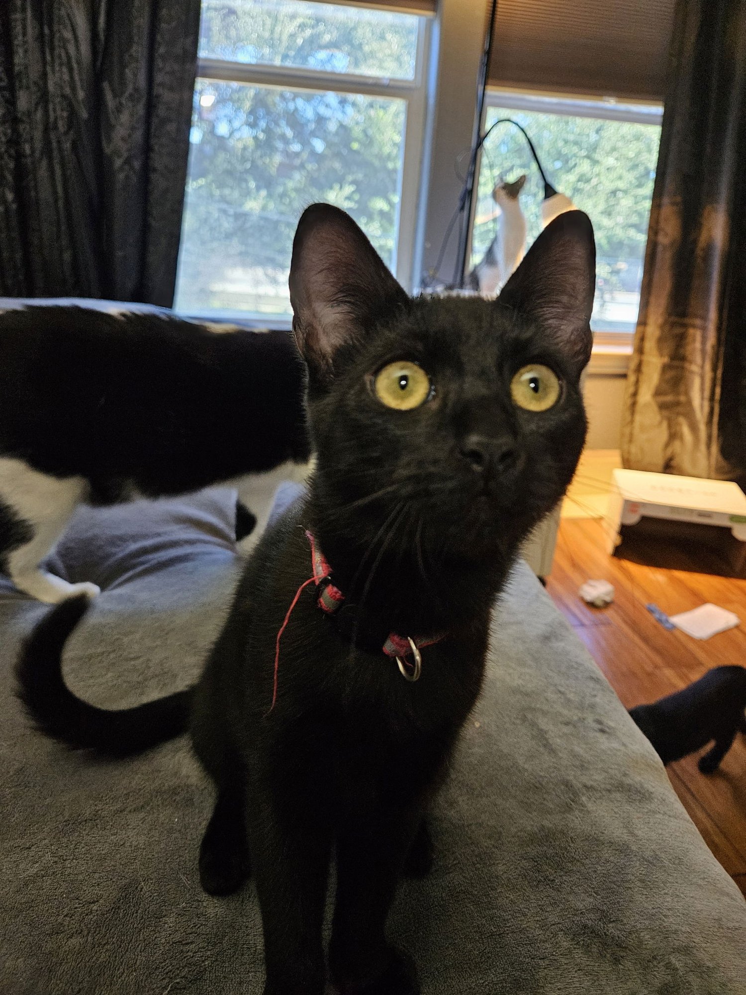 CUDLES - Domestic Short Hair available for adoption