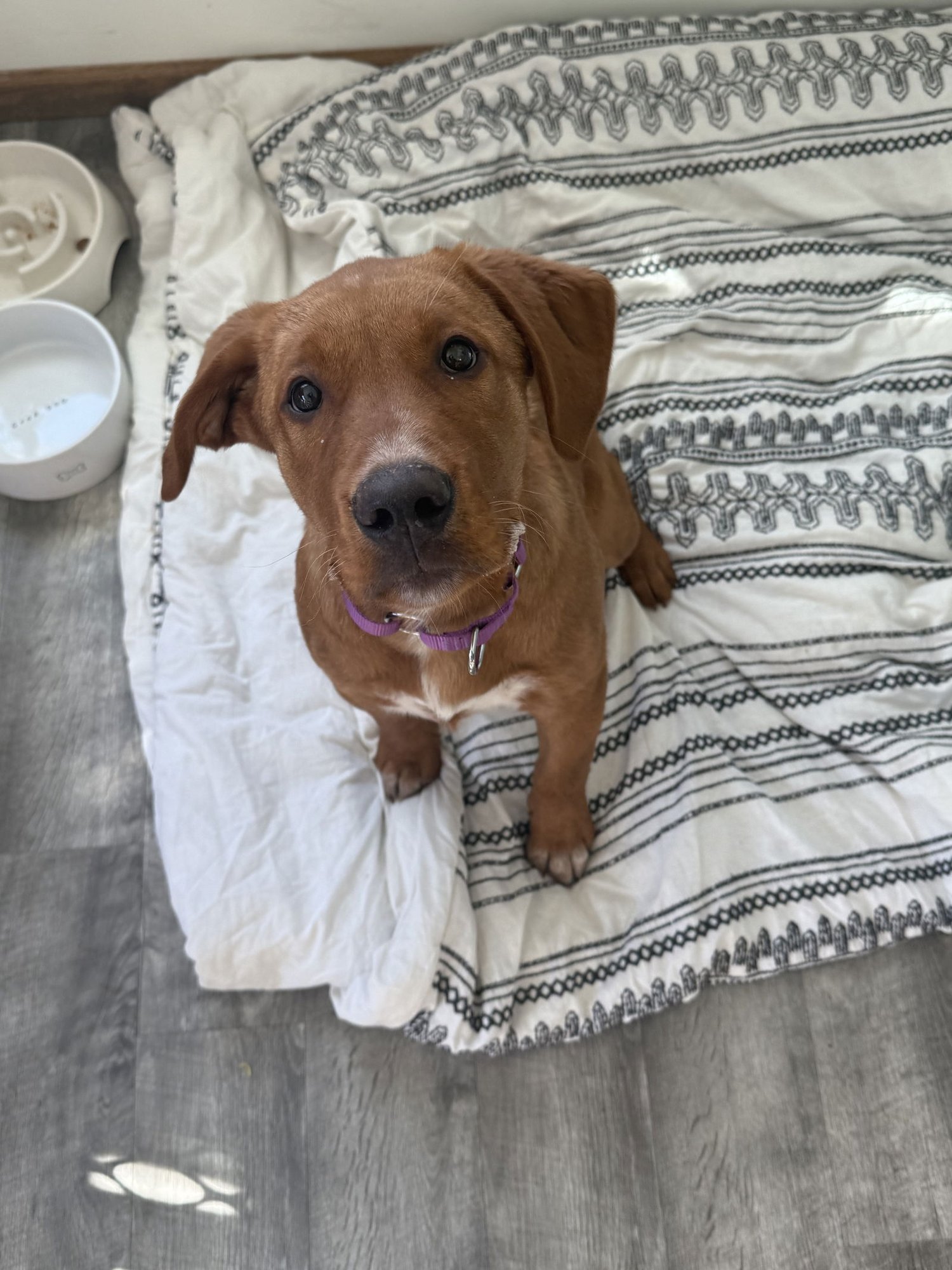LOUIE - Golden Retriever / Labrador Retriever available for adoption