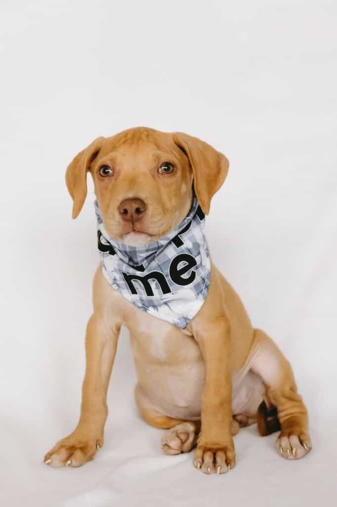 CHEESE - Staffordshire Bull Terrier / Beagle available for adoption