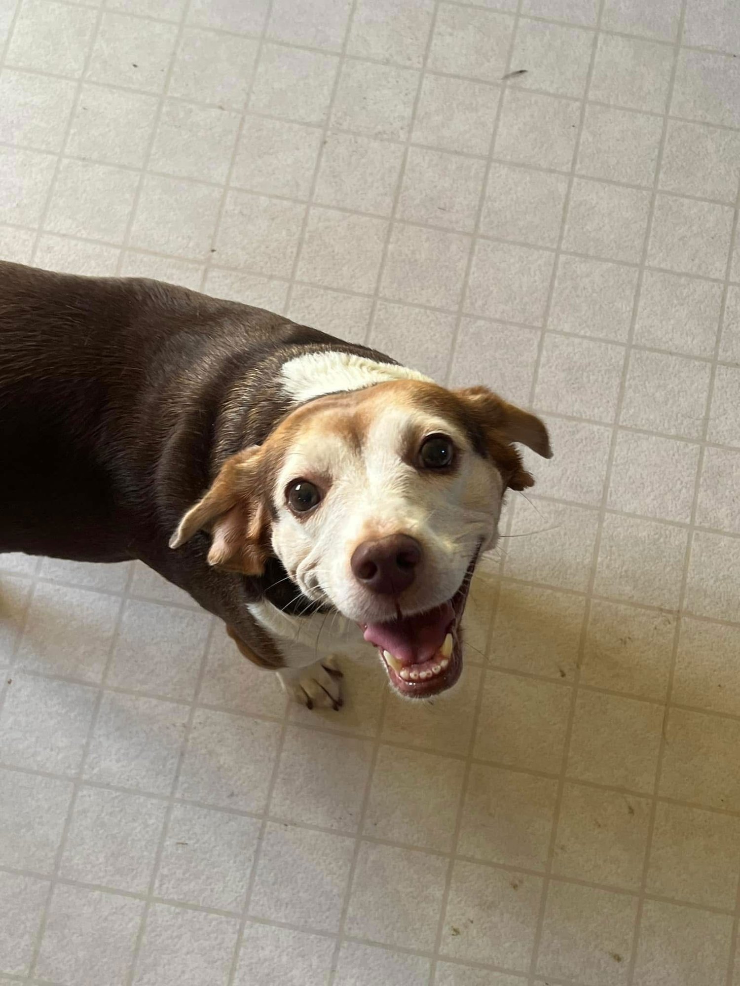 ROSETTE - Beagle / Hound available for adoption