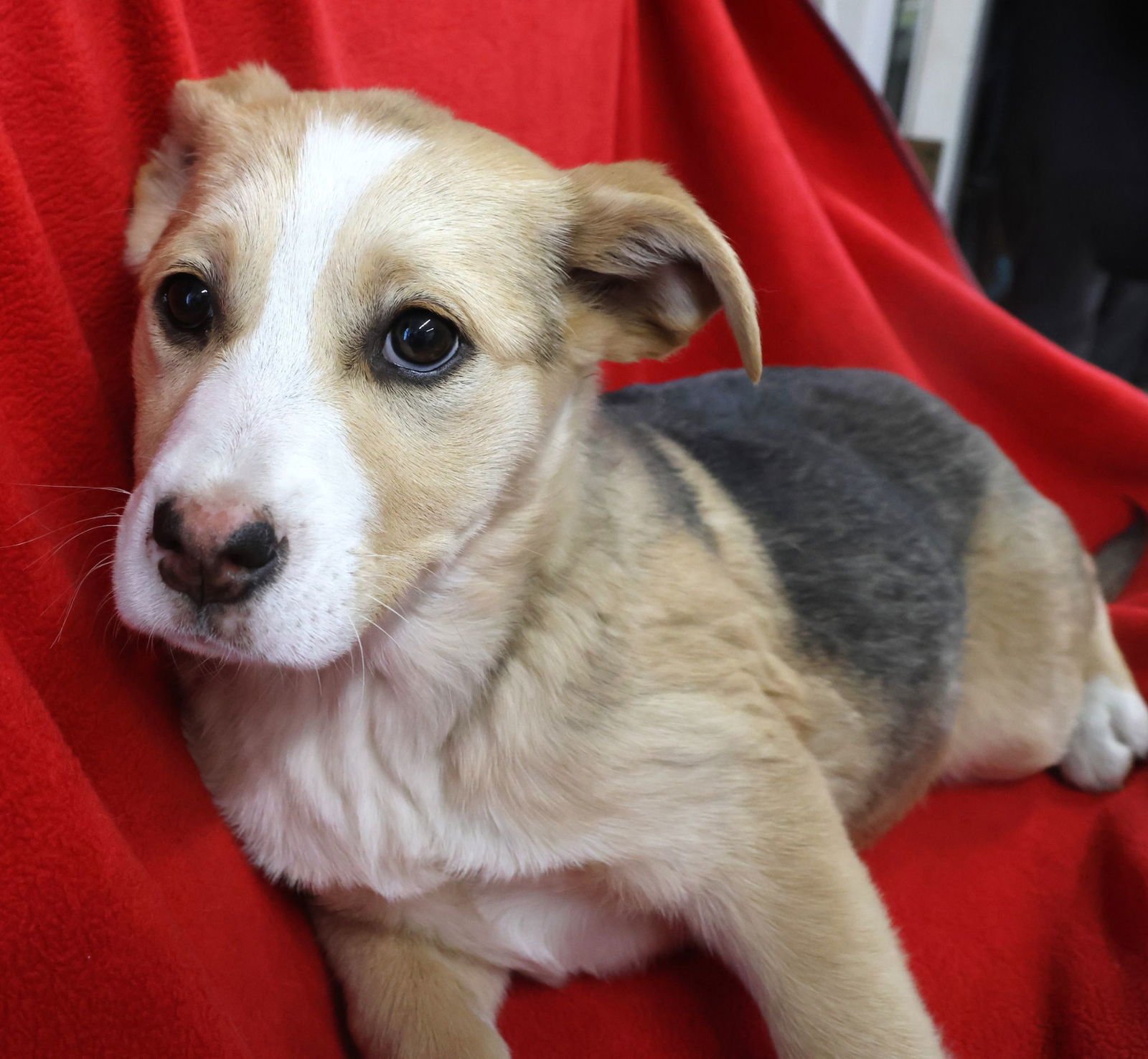 PECAN - German Shepherd Dog / Labrador Retriever available for adoption