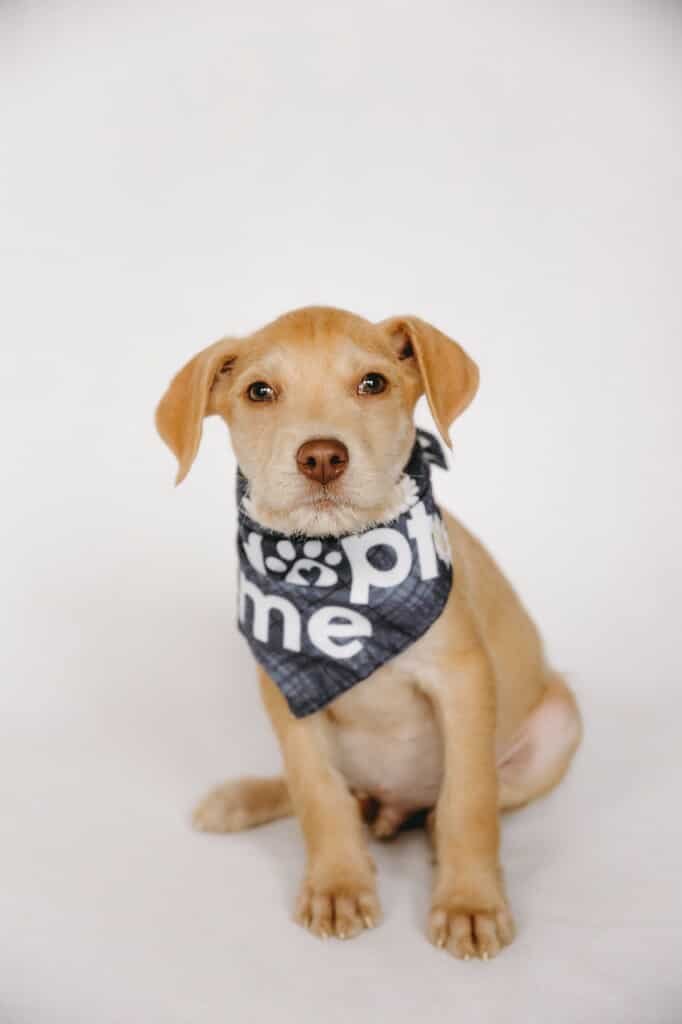 MACK - Staffordshire Bull Terrier / Schnauzer available for adoption