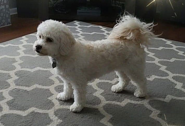 RILEY - Maltese / Shih Tzu available for adoption