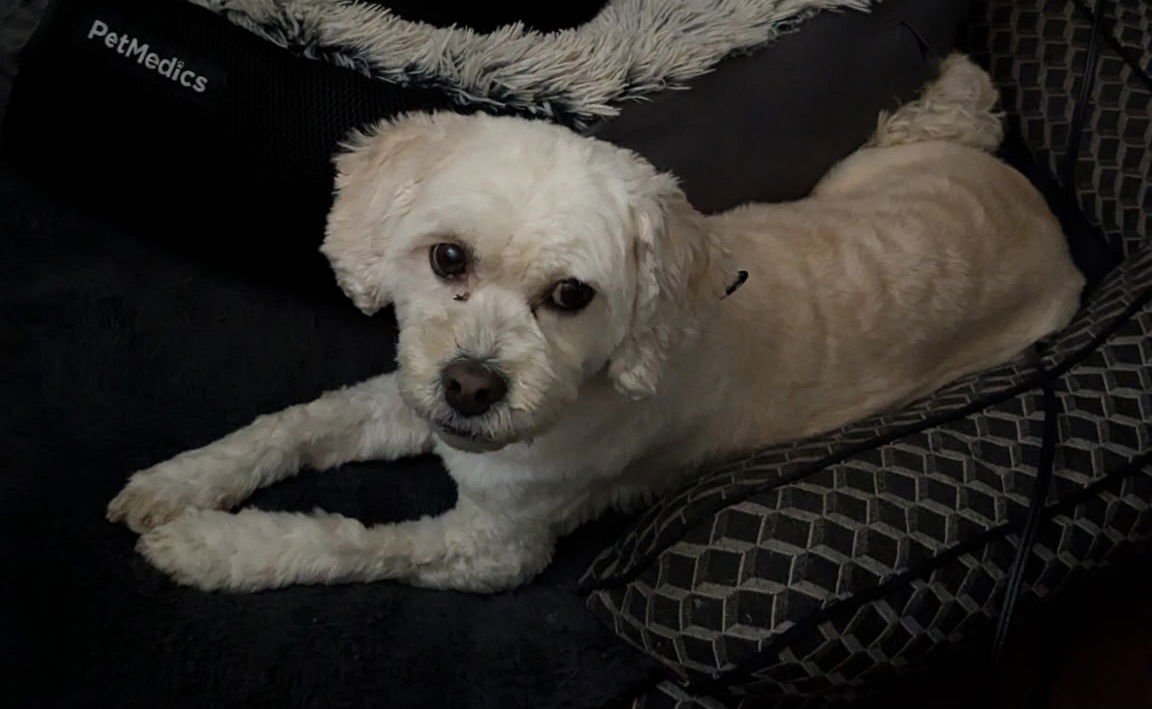 RILEY - Maltese / Shih Tzu available for adoption