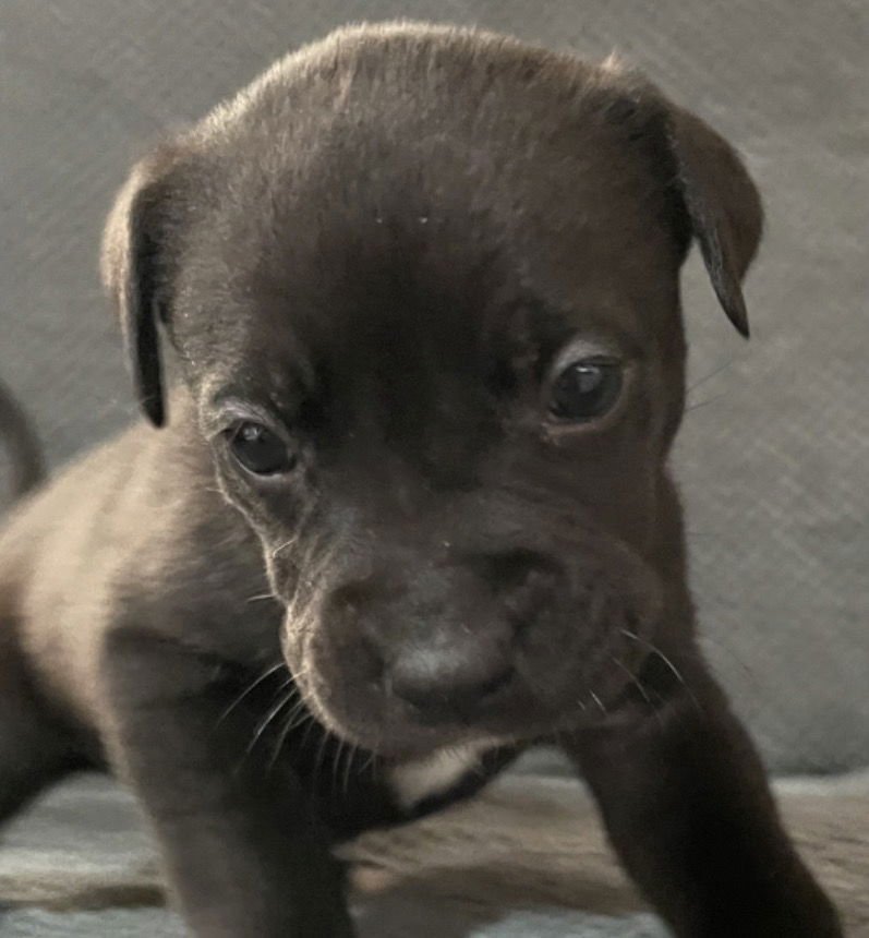 GHOST - Labrador Retriever / Pit Bull Terrier available for adoption