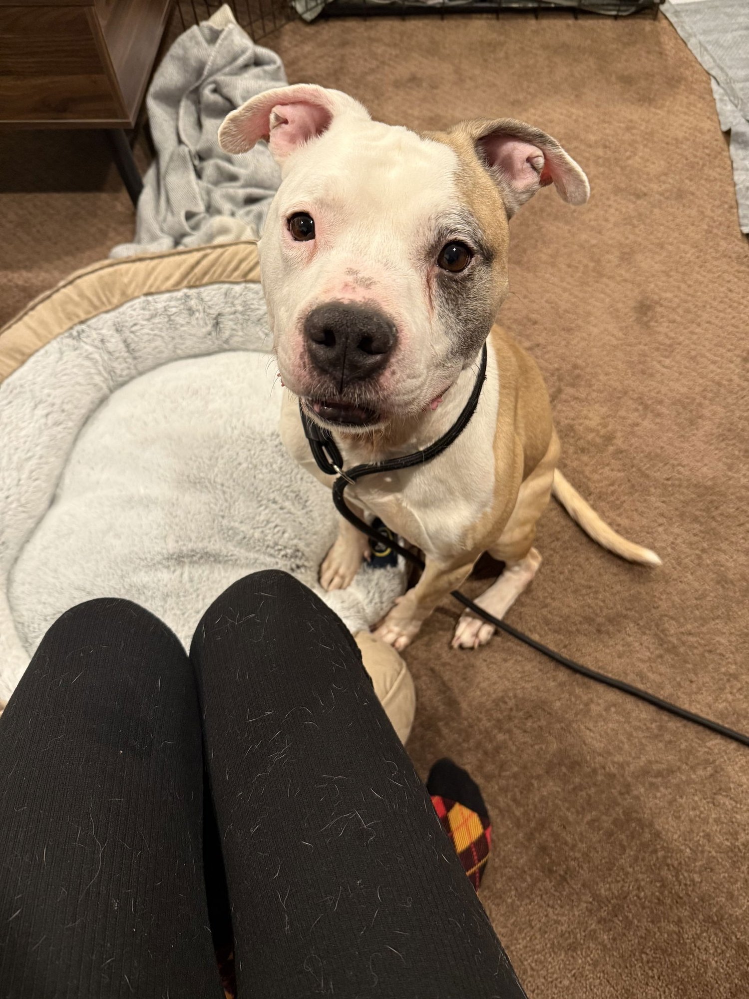 CHASE - Pit Bull Terrier / Staffordshire Bull Terrier available for adoption