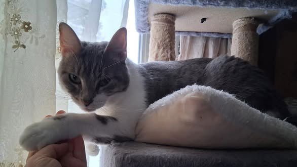 KOOKY - Domestic Short Hair available for adoption