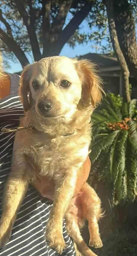 ANGUS *ARRIVING 2/20* - Cocker Spaniel / Chihuahua available for adoption