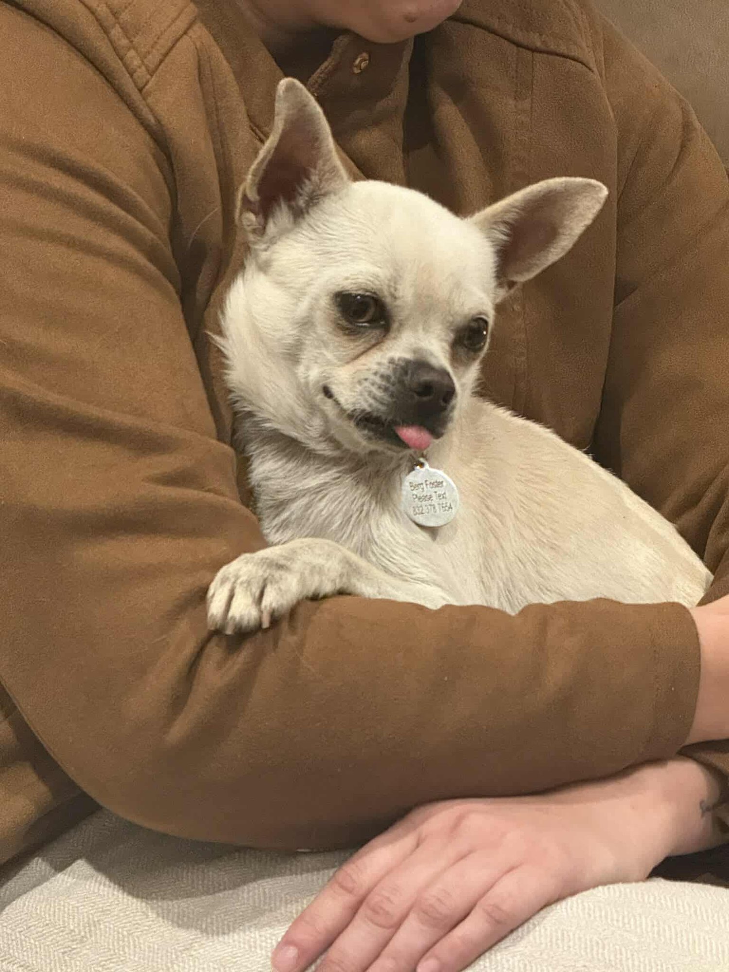 DOMINIC - Chihuahua / Rat Terrier available for adoption