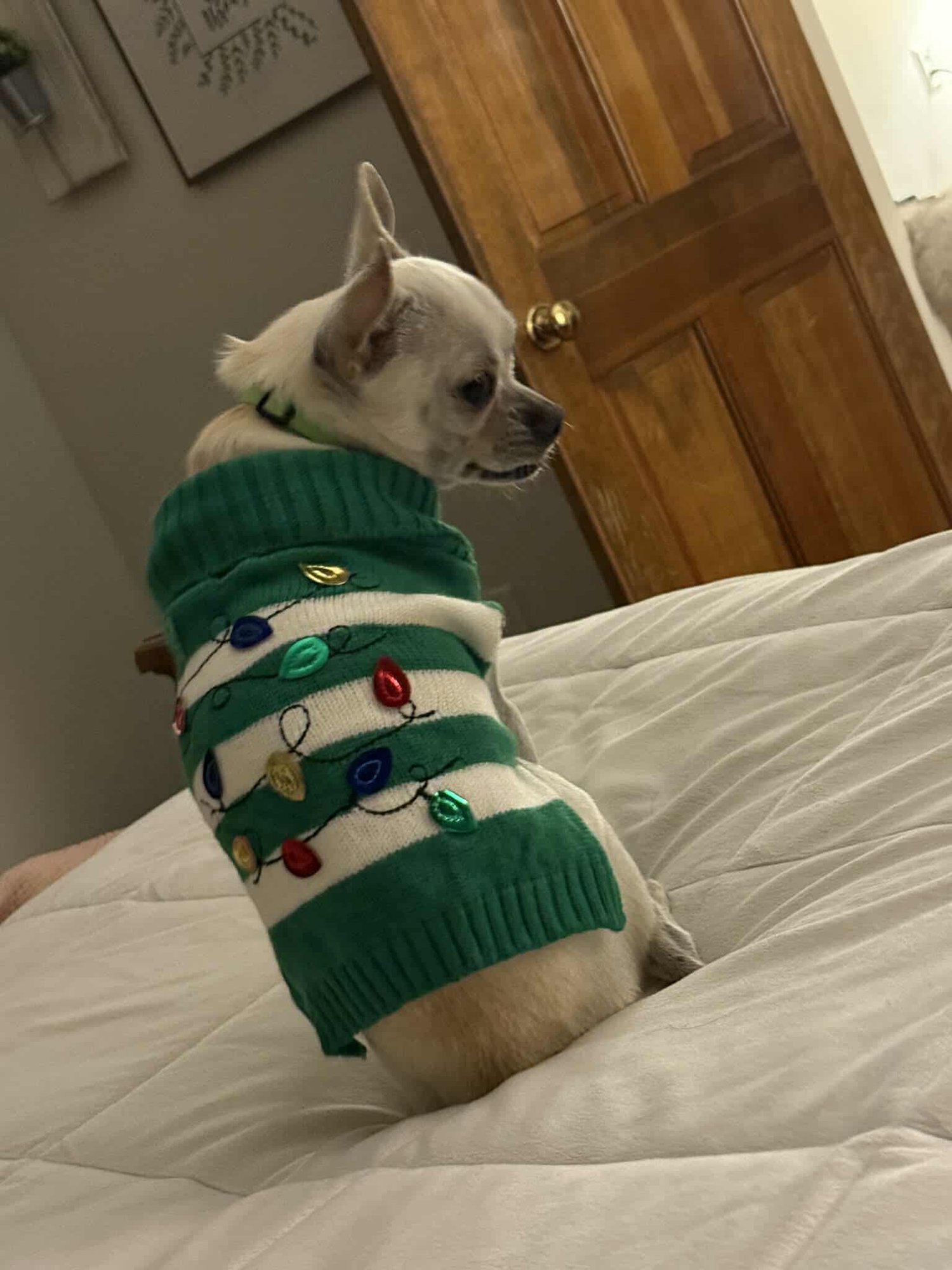 DOMINIC - Chihuahua / Rat Terrier available for adoption